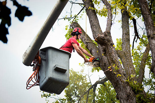 How Our Tree Care Process Works  in Church Hill, PA